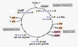 Do You Know Where This Cycle Occurs In A Plant Cell - Calvin Cycle Khan Academy