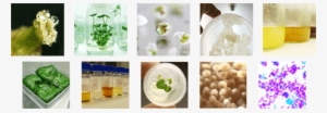 Featured Companies - Plant Cell Cultures In Bioreactors