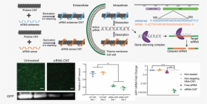 Our Work Provides A Tool For Species-independent, Targeted, - Small Interfering Rna