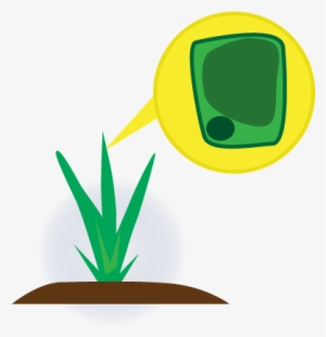 The Cell Of A Healthy Plant - Cell