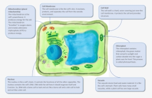A Plant Cell And Some Of Its Key Organelles - Bone