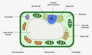 Shows A Cross Section Of Plant Cell - Plant Cell Labelled Diagram