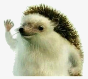 > - Haha Yes - Really Really Like This Image Hedgehog