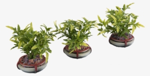 Add Ons, Futura City Tagged With - Bonsai