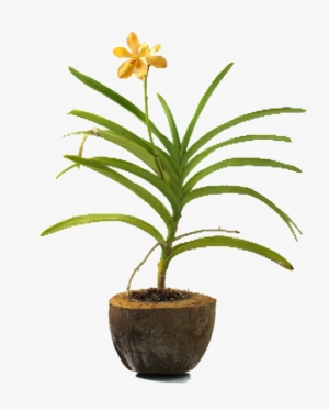 Coco Husk Pot - Green Earth