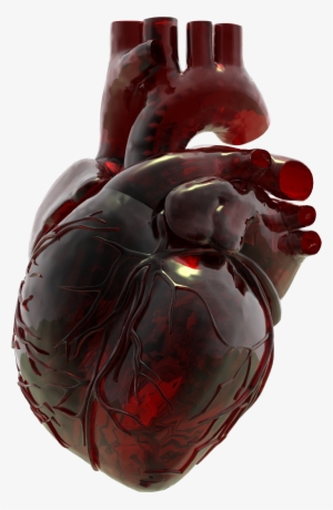 Anatomical Heart, Red Glass, Heart Art, Human Heart, - Glass Anatomical Heart