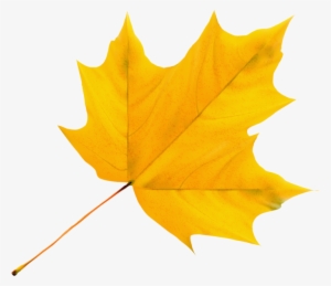 Autumn Leavesclip Artbirthdaysfall - Yellow Leaf Clipart
