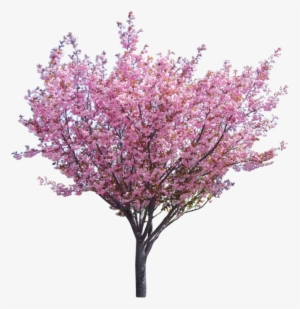 Tree Surgery & Consultancy Company Based In The North - Western Redbud Png