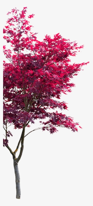 Bethesda Apartments - Maple