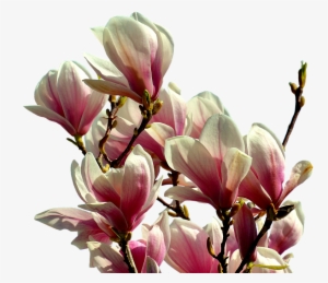 Magnolia, Tree, Flowers, Spring, Pink, Nature, Isolated - Magnolia Png
