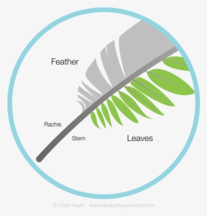 Fern Leaf And Feather