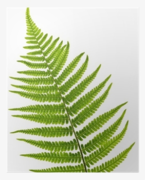 Plastic Fern Leaf Nz