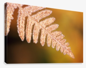 Frost On A Fern Leaf Canvas Print