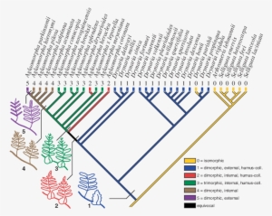 Reconstruction Of The Evolution Of Humus-collectors - Diagram