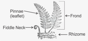 Pinnae- Smallest Subdivision Of A Fern Leaf - Biology