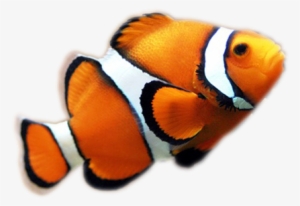 Aunque Los Corales Pueden Atrapar Plancton Y Pequeños - Clown Fish Transparent Background
