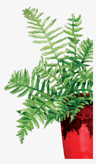 Fern In The Red Pot - Fern