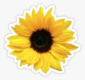 Freetoedit Sunflower Aesthetic Sticker Emoji - Aesthetic Transparent