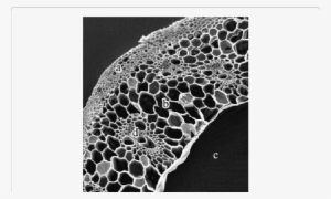 Sem Image Of A Cross Sectioned Raw Wheat Straw From - Plant Stem