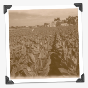 Pinar Del Rio Tobacco