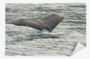 Humpback Whale Tail While Going Down In Glacier Bay - Humpback Whale