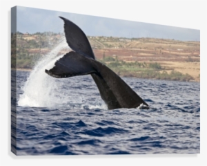A Whale's Tail Splashing Above The Surface Of The Water