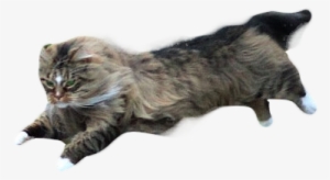 Render Of The Cat - Cat Yawns