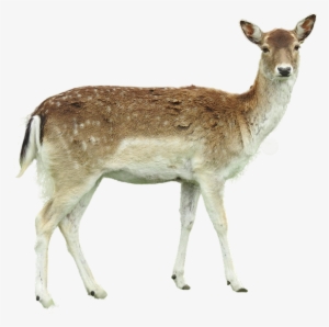 Roe Deer, Isolated, Fawn Young, Forest, Legs, Hunter - Reh Png