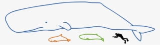Sperm Whales Size - Dwarf Sperm Whale Size