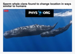 Com/read/sperm Whales Dominica Galapagos - Sperm Whale Man Dwarf Fortress