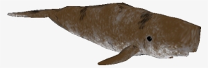 Sperm Whale, Oceans Pack