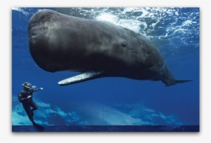 Dav#hwa Frank Or The Whale - Sperm Whale