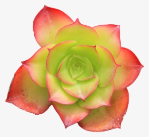 Transparent Pixel Plants Tumblr - Succulent Png No Background