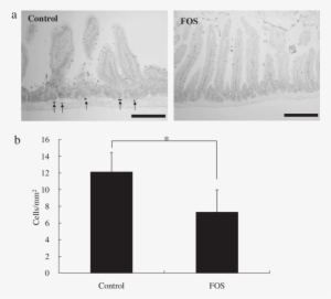 Mast Cell Infiltration In The Small Intestines Of The - Diagram