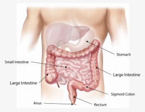 By - Poop In The Body