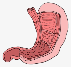 Happy Gut, Happy Life - Stomach Muscles