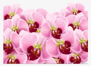 Vintage Paris, Vector Background, Shabby Chic, Flower - Открытка С Днем Рождения Изабелла