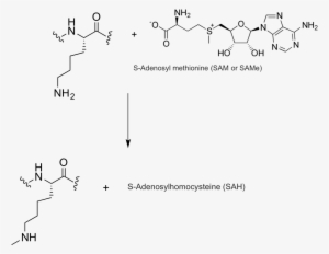 Expert Answer - S Adenosyl Methionine