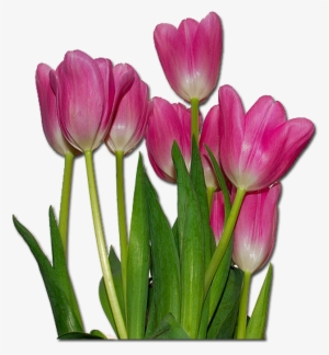 Related Wallpapers - Tulips Flowers