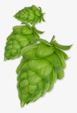 Hop-willamette - Willamette Hops