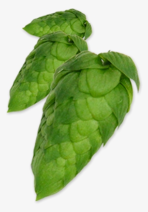 Hop-cascade - Cascade Hop