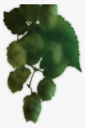 Beer Hop Left - American Holly