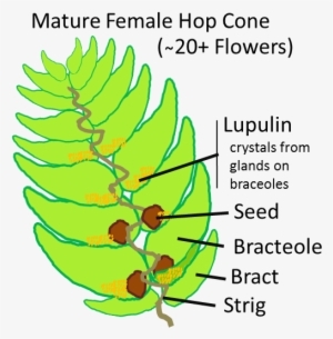 Hop Cone V03 - Hops Strobile