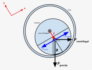 Free-body Diagram For Unaugmented Pod Undergoing A - Rotation Free Body Diagram