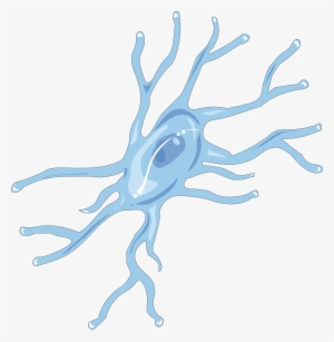 Microglia Reduce The Effect Of Cocaine In The Brain - Microglia Drawing