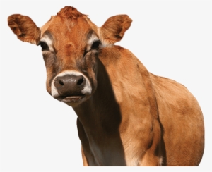 Meet The Jersey Cows Of Promised Land Dairy In Our - Cow Png