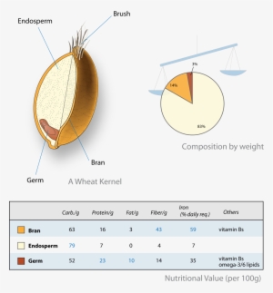 Germen De Trigo Composicion