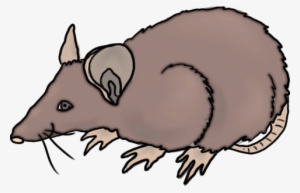 Rat Clip Art Free Clipart Images 2 - Free Clip Art Rat