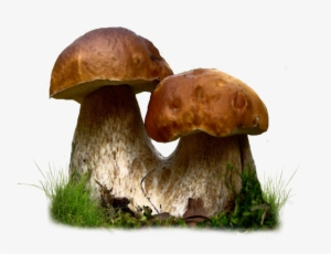 Clip Library Stock Fungi Drawing Realistic - Mushroom Png