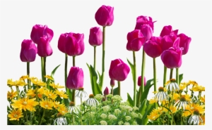 Tulip Flower Png